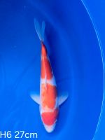 Koi Kohaku 27cm H6-75 Nordrhein-Westfalen - Wadersloh Vorschau