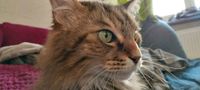 Maine Coon Mix Kater Vermisst Bayern - Reichertshofen Vorschau