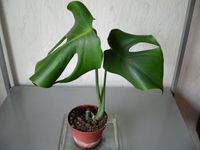 MONSTERA DELICIOSA ; FENSTERBLATT Walle - Utbremen Vorschau