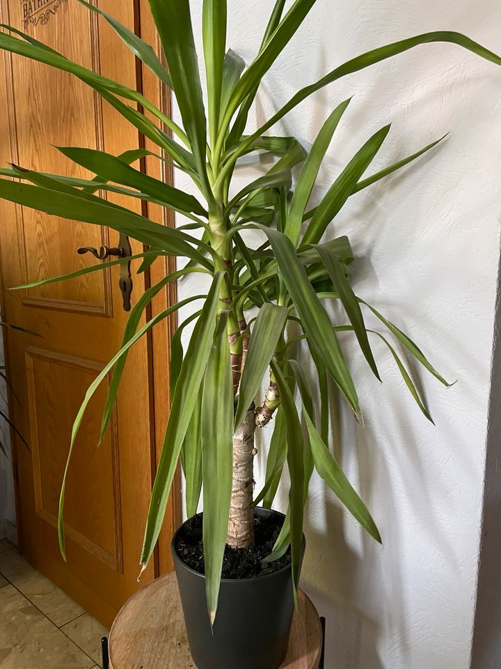 Zimmerpflanze Yuccapalme palmlilie in Fürstenau