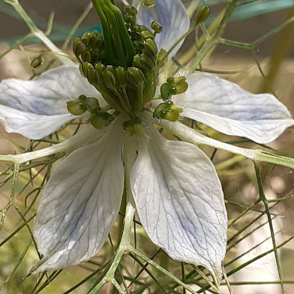 Samen_ Nigella_Jungfer im Grünen_weißblau_ !!! in Rostock