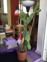 Kaktus Pflanze Blume Essen - Bredeney Vorschau