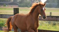 Reitbeteiligung ( Reiter sucht pferd) Kr. Altötting - Töging am Inn Vorschau