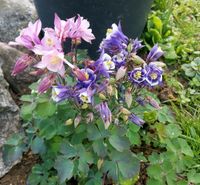 Akelei Aquilegia Garten Pflanzen Staude mehrjährig winterhart Baden-Württemberg - Neresheim Vorschau