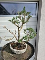 Bonsai, Zypressenart, 15 Jahre Bayern - Langenzenn Vorschau