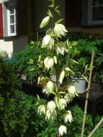 fädrige Palmlilie Gartenyucca winterhart verschiedene Größen Baden-Württemberg - Weil der Stadt Vorschau