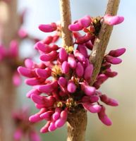 Chinesischer Judasbaum Avondale 40-60cm - Cercis chinensis Niedersachsen - Bad Zwischenahn Vorschau