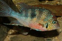 Thorichthys aureus aus Guatemala Nordrhein-Westfalen - Ense Vorschau