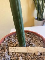 Sansevieria stuckyi PF 22 Sachsen-Anhalt - Zeitz Vorschau