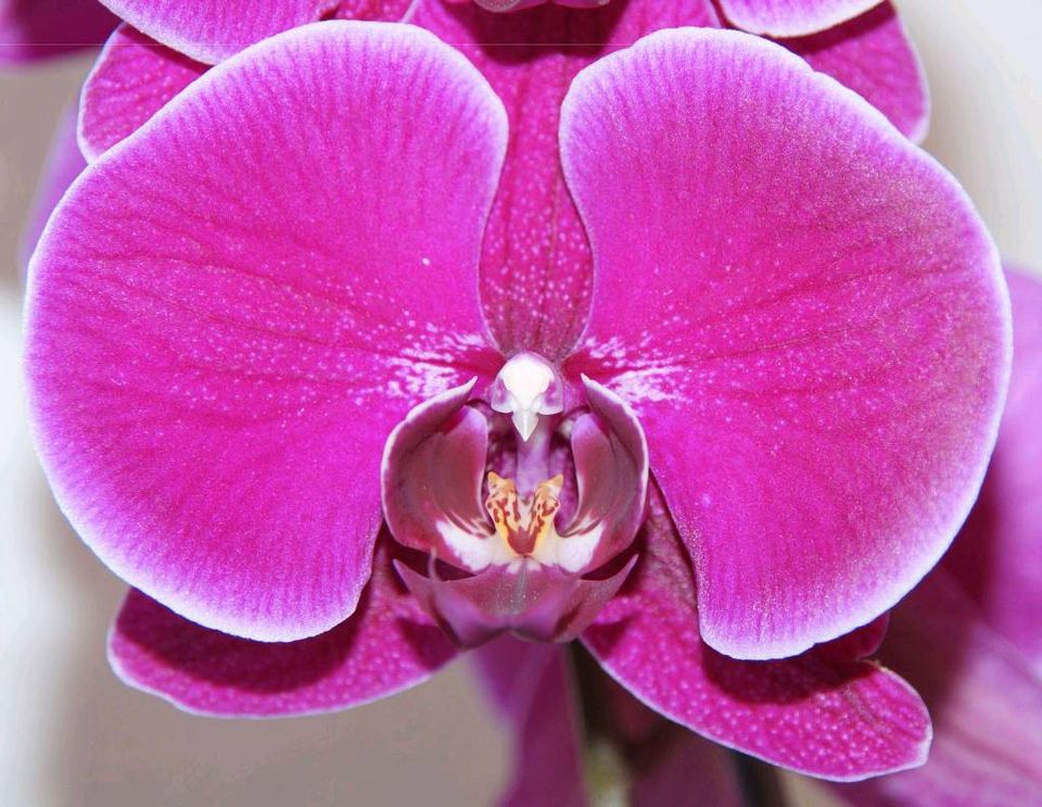 Orchidee Phalaenopsis Emperor Jewel blühend in Melle