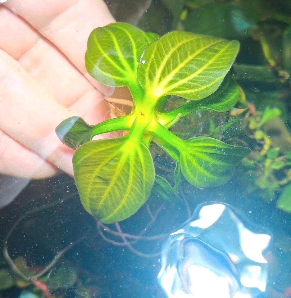 New ❗⭐ Iguazu 2009 MINI ⭐❗❎ ECHINODORUS AQUARIUM Bucephalandra in Freiburg im Breisgau