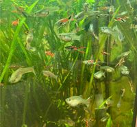 Guppys, Fische, Endler Guppys, eigene Nachzucht Bayern - Pocking Vorschau