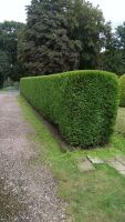 Garten und Landschaftsbau,Heckenschnitt,Baumfällung Thüringen - Gotha Vorschau