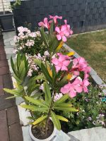 Oleander 100 cm hoch rosa/rot Hessen - Friedberg (Hessen) Vorschau