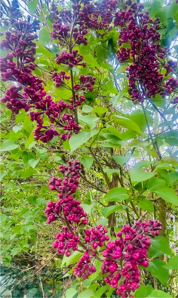 Hecke Flieder in Aichach