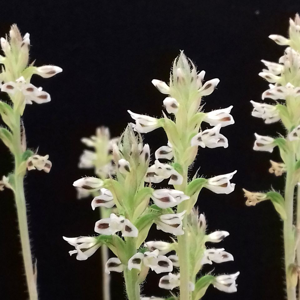 Juwelorchidee Aspidogyne argentea 'Brazilian Delight' Jungpflanze in Bad Waldsee