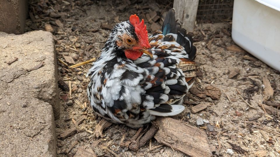 Serama Hahn bunt zahm europäisch geimpft lieb handzahm Zwerghuhn in Lünen