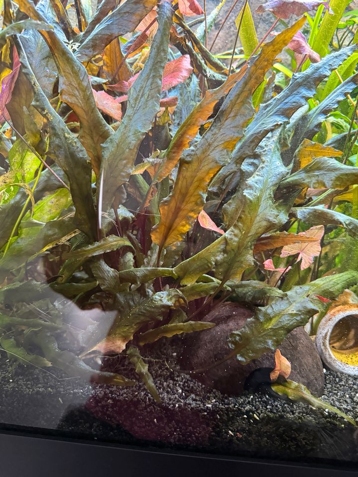 Cryptocoryne Costata - Aquarium-Pflanze in Kalkar