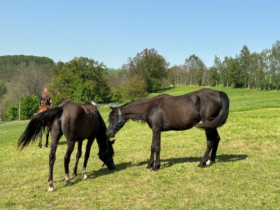 two black arabien perls in Rochlitz