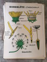 Botanik Fauna Schulbilder Biologie Baden-Württemberg - Langenau Vorschau