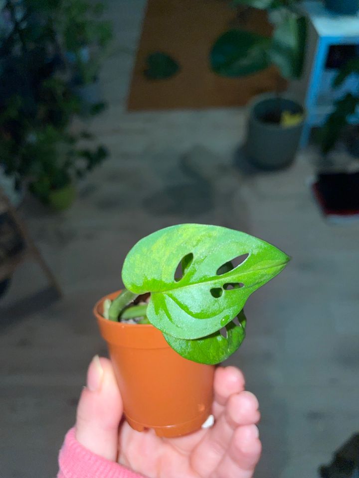 Monstera Adansonii Aurea Variegata bewurzelter Steckling in Mainz