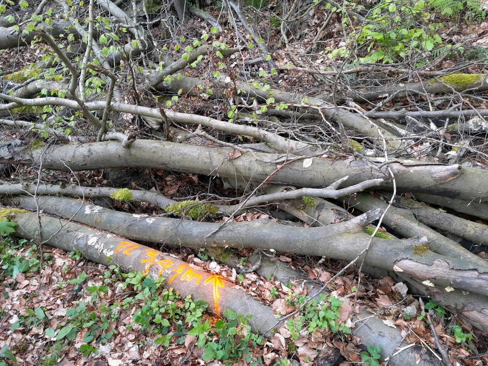 Brennholz für Selbstsäger in Minden