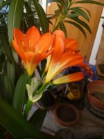 Clievia-Klivie-Feng-Shui Liebesblume-orange blühned,sehr dekorati Baden-Württemberg - Rust Vorschau