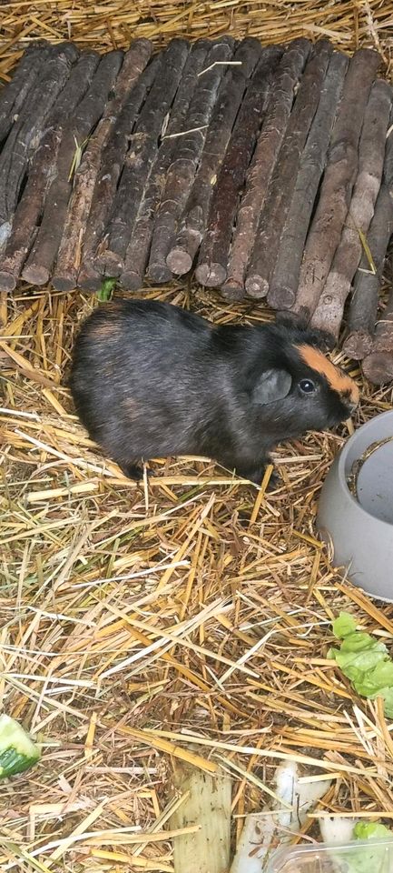 Meerschweinchen  Mädchen  suchen Beobachter in Bochum