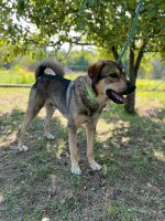 Riki - toller Hund sucht tolles Zuhause Bayern - Starnberg Vorschau