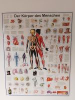 Poster Der Körper des Menschen 105 x 135 cm Berlin - Tempelhof Vorschau