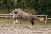 Ausbildung von Problem  Pferden, Korrektur, Mindset-Training Nordwestmecklenburg - Landkreis - Selmsdorf Vorschau