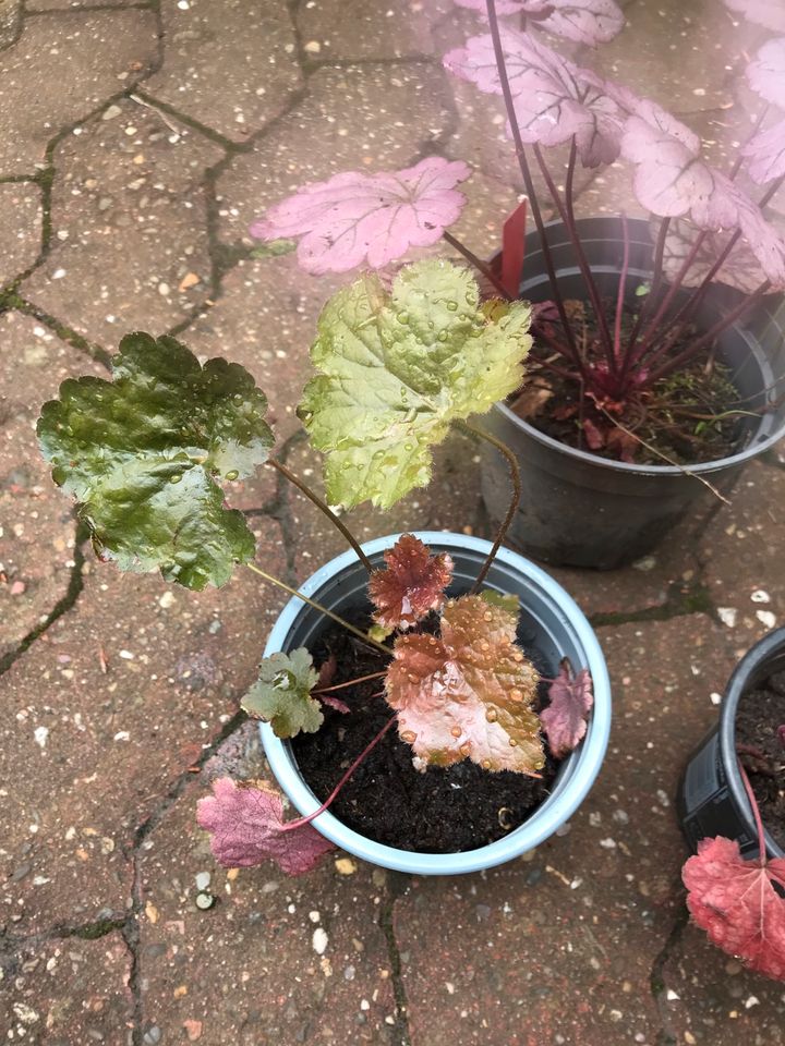 Heuchera purpurglöckchen in Mainz