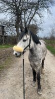 Pflege/Reitbeteiligung an Pony Stute Nordrhein-Westfalen - Straelen Vorschau