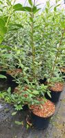 Heckenpflanze Ligustrum v. Atrovirens immergrüner Liguster 50-80 Niedersachsen - Scheeßel Vorschau
