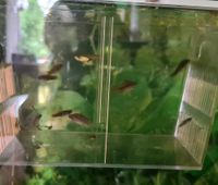 Schwertfische (10)Aquarium und dazu Pflanzen geschenkt Sachsen - Jahnsdorf Vorschau