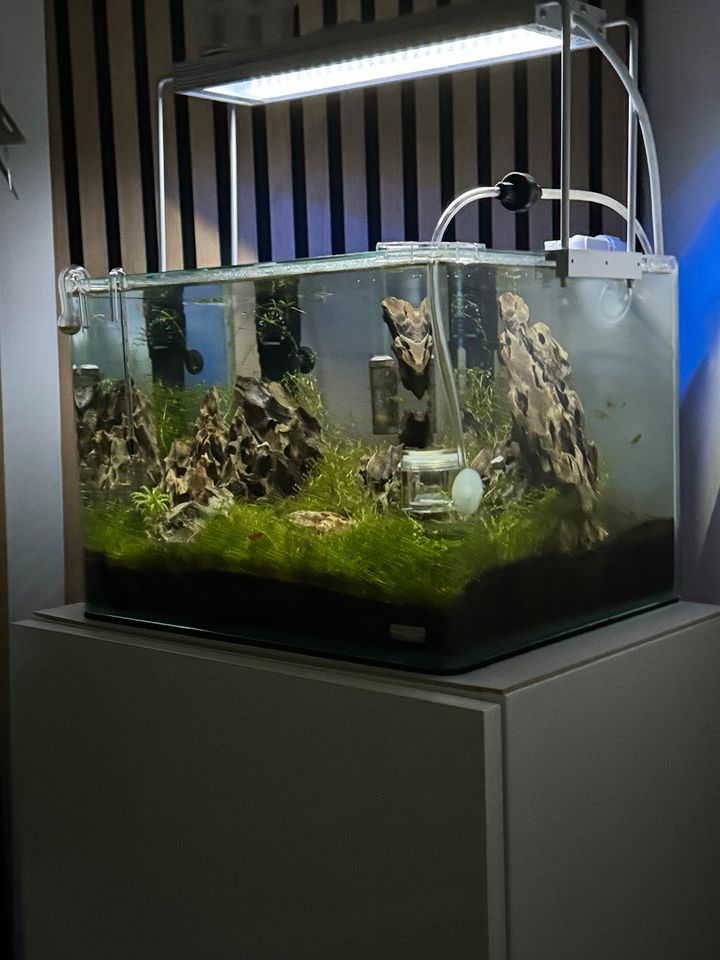 Scaper's Tank 35 l Panoramascheibe (gerundete Front-Ecken) in Wiesbaden