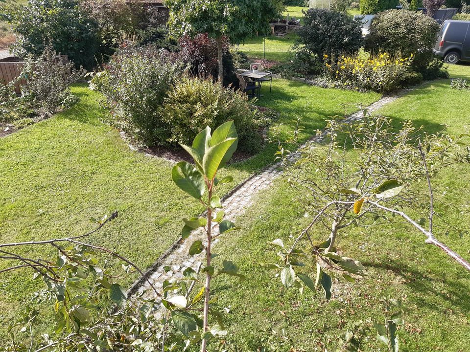 Grünschnitt Rasenmähen Heckenschnitt Baumpflege Gartenarbeit usw. in Mansfeld