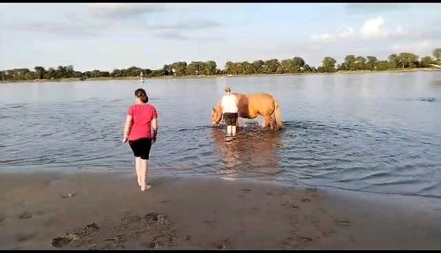 Reitbeteiligung mit erfahrung in Ovelgönne