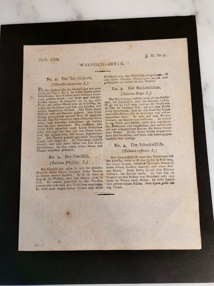 Kupferstich "Walfischarten" von Bertuch, altkoloriert von 1796 in Karlsdorf-Neuthard