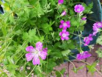 Geranien Storcheschnabel, Balkon und Gartenpflanze nur kurzzeitig Saarland - Blieskastel Vorschau