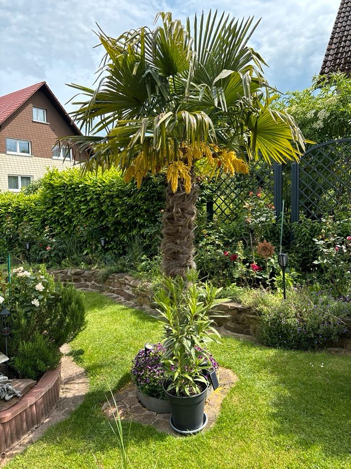 Trachycarpus Fortunei Hanfpalme Palme Winterhart Jungpflanzen in Malsch