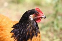 Vorwerk, Marans, Sussex, Grünleger Hühner abzugeben Geflügel Bayern - Edelsfeld Vorschau