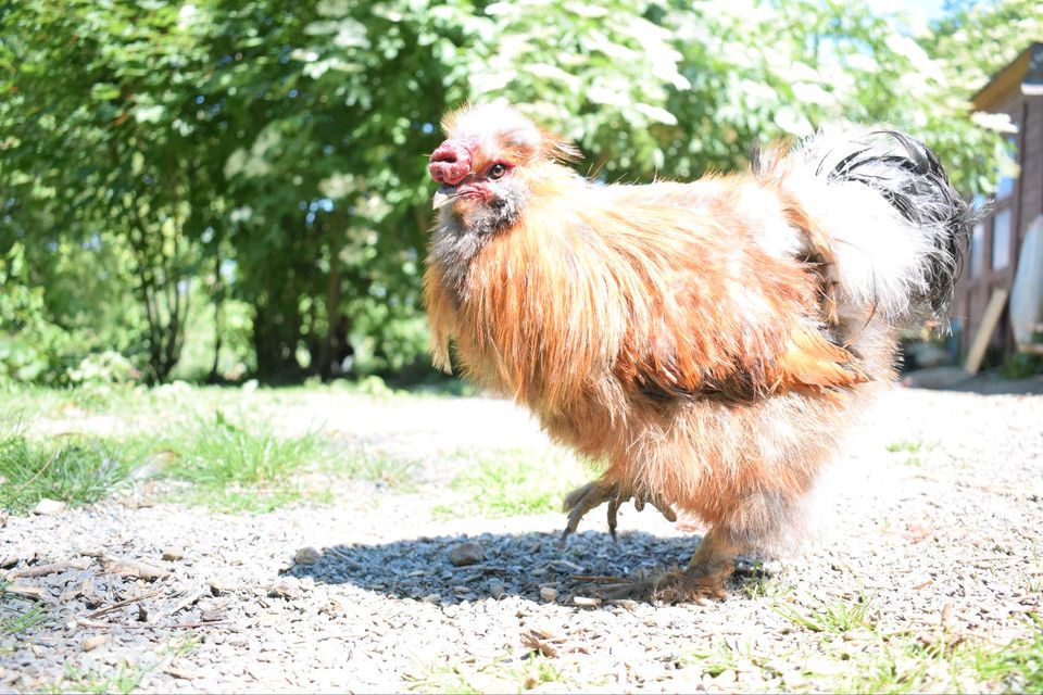 Emil - kauziger Seidenhahn sucht ein Zuhause ♥️ in Leichlingen