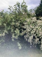 Bambus Pflanzen Garten Hecke Strauch Sichtschutz Zaun Schilf Niedersachsen - Menslage Vorschau