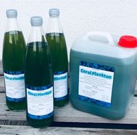 Phytoplankton 〰️ Meerwasser 〰️ TOP Qualität Nordrhein-Westfalen - Emsdetten Vorschau