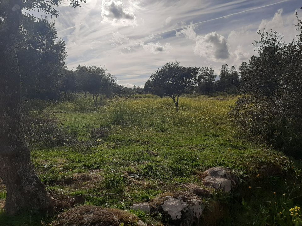 3 ha Bau-Grundstück in Zentral Portugal - Oliven,Orangen,Seen in Herzfelde