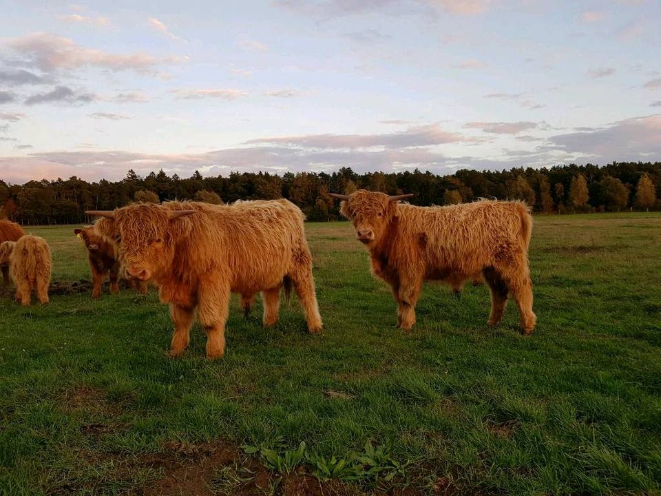 Highland Cattle / Schottische Hochlandrinder in Wittstock/Dosse