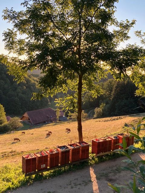 Honig / Blütenhonig aus unserer Imkerei an Wiederverkäufer in Mötzingen