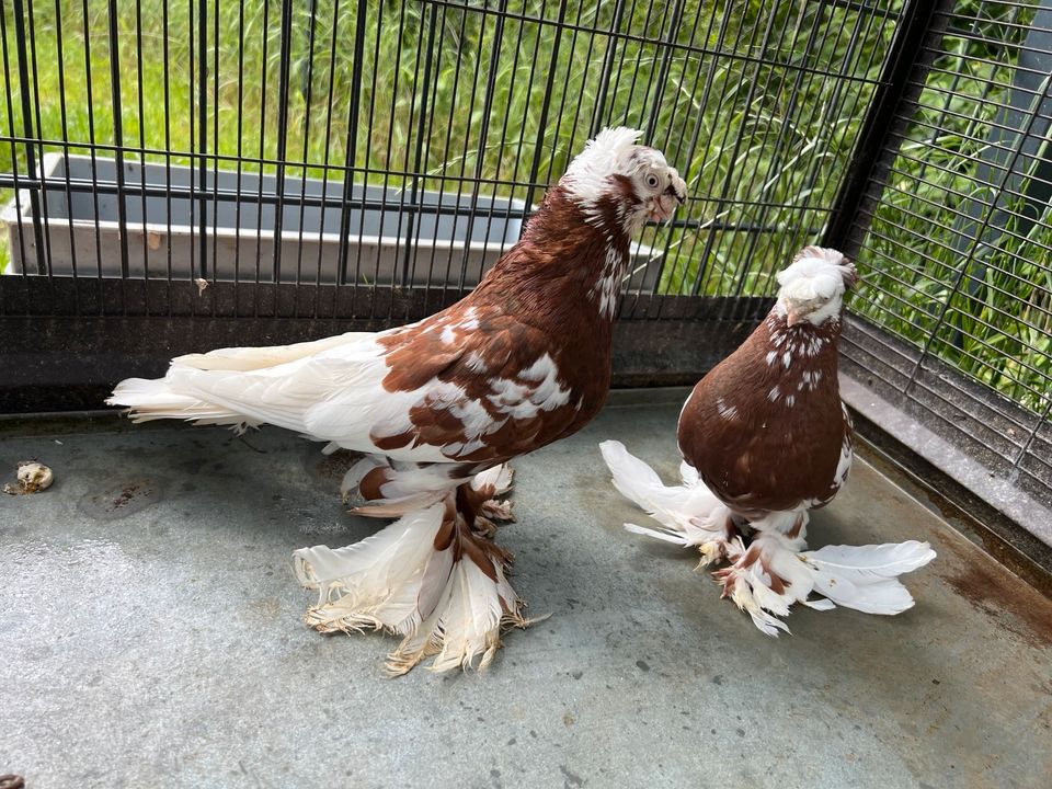 Usbekische Tauben in Hattenhofen