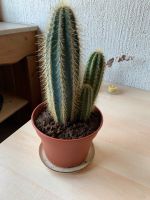 Zimmerpflanze Kaktus Gut erhalten Lebendig (Pflanze) Nordrhein-Westfalen - Ratingen Vorschau